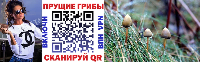 как найти закладки  Озёры  Галлюциногенные грибы GOLDEN TEACHER 